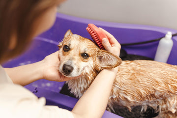 How to Treat Dog Dandruff: Effective Remedies & Tips