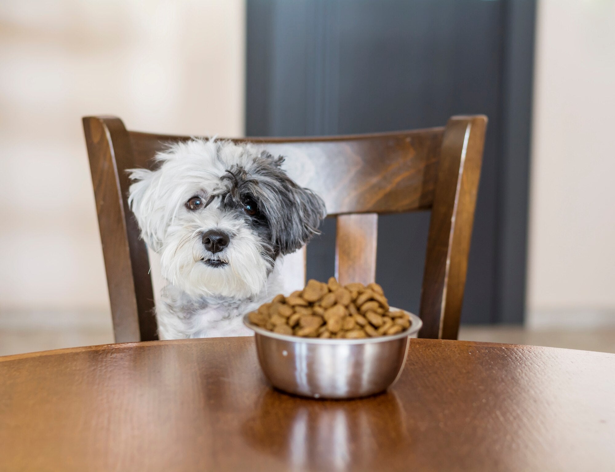 How Long Can a Dog Survive Without Food? What You Really Need to Know