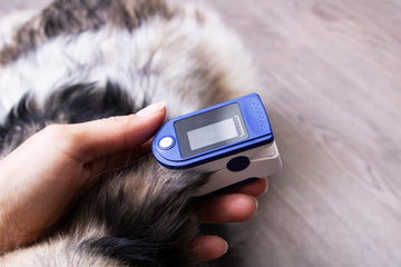 How to Check Your Dog's Oxygen Level at Home