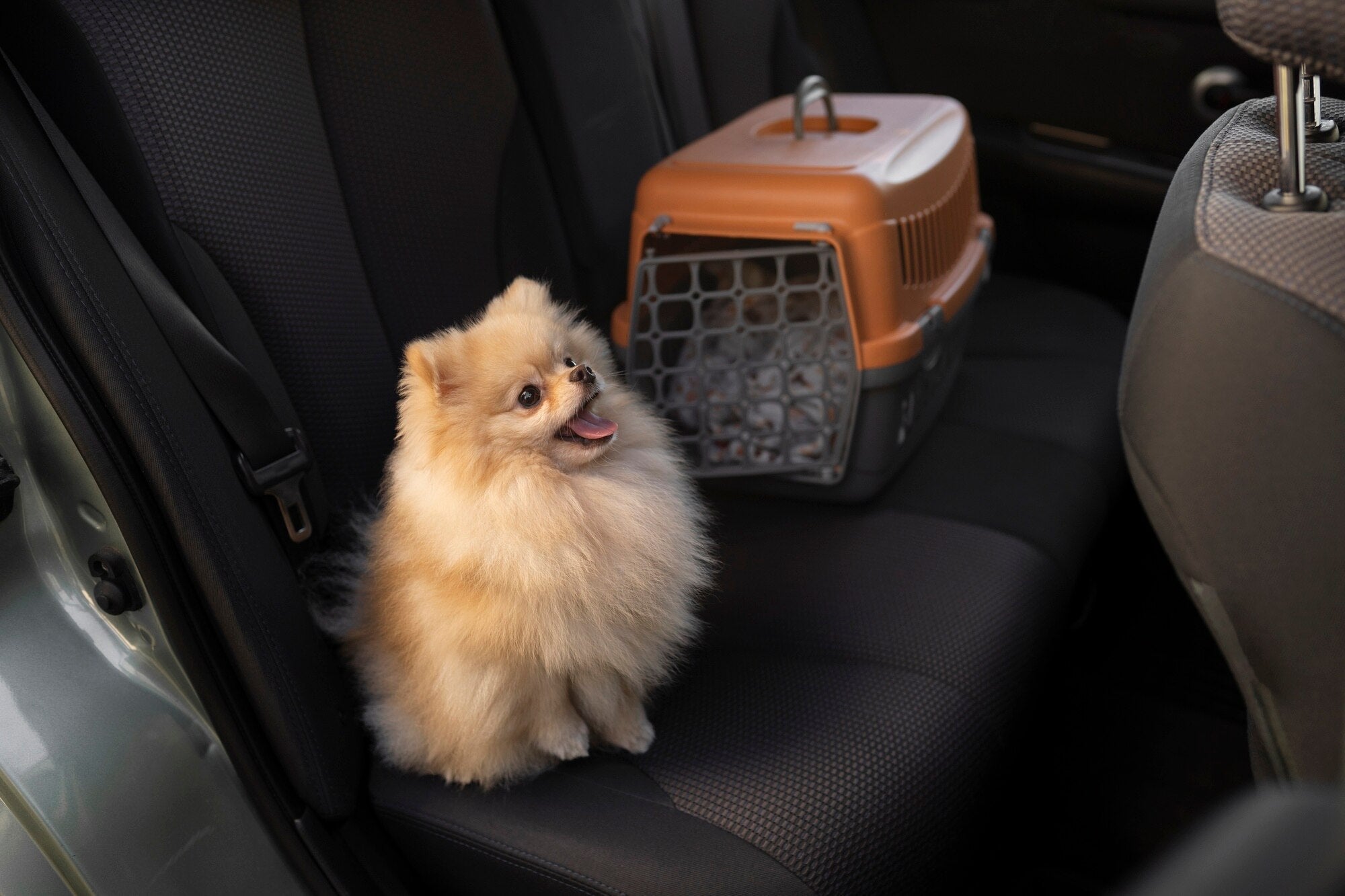 How to Remove Dog Odors from Your Car: A Step-by-Step Guide