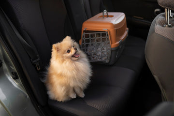 How to Remove Dog Odors from Your Car: A Step-by-Step Guide