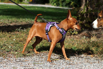 How Does a No-Pull Harness Work? A Simple Guide to Better Walks