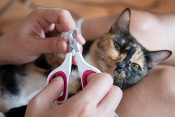 The Perfect Guide to Trimming Your Cat's Claws