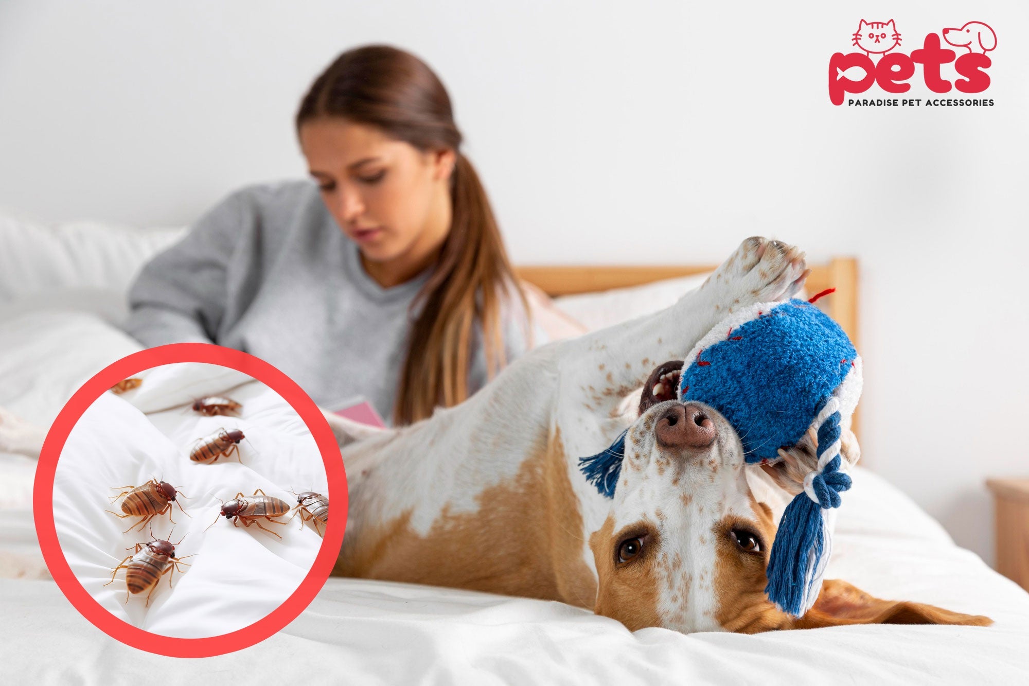 Do Pets Carry Bed Bugs? Here's What You Need to Know