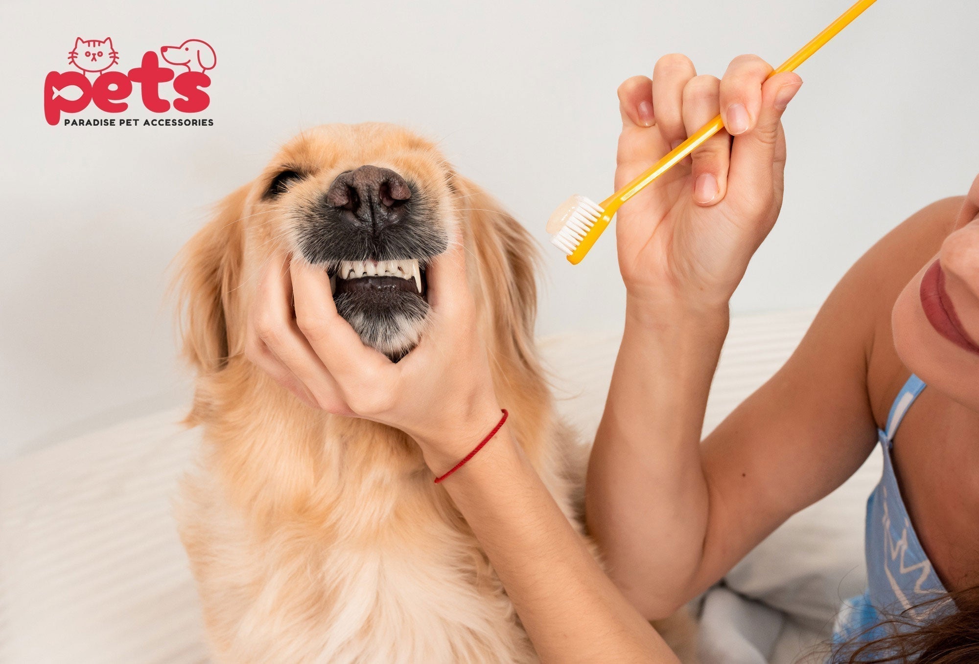 How to Help a Teething Dog: Effective Ways to Soothe Sore Gums