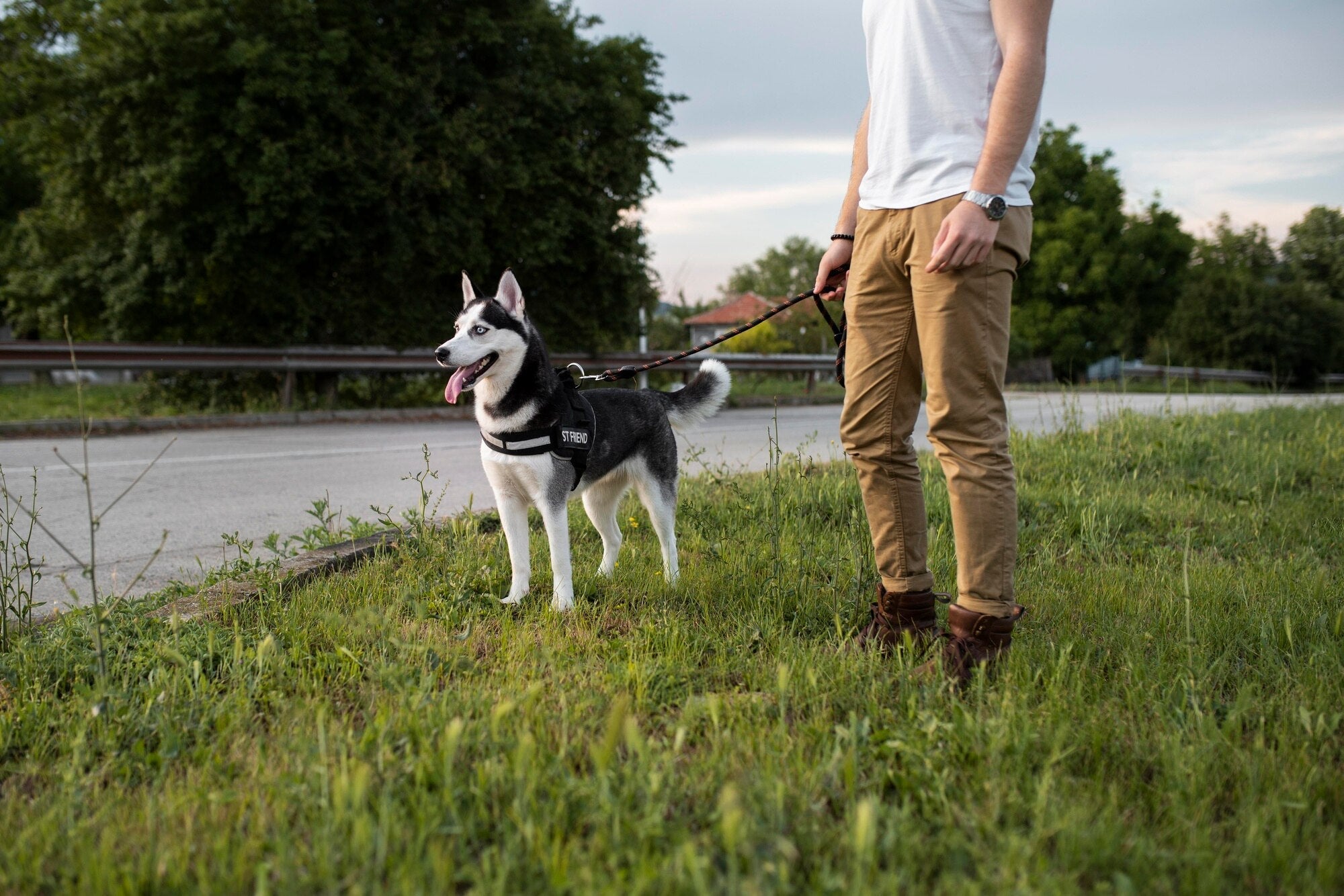 What Is a No-Pull Dog Harness? The Dog Walking Game-Changer
