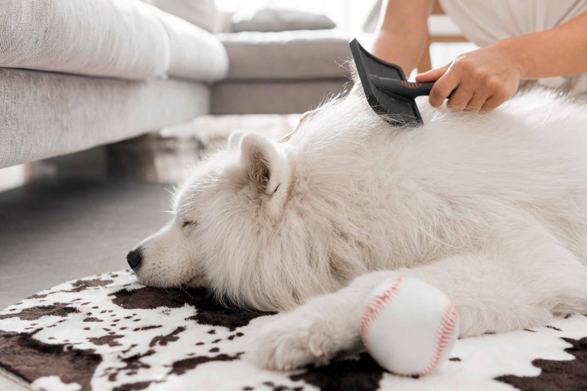 How to Remove Tangles from Dog Hair: Expert Tips and Tricks