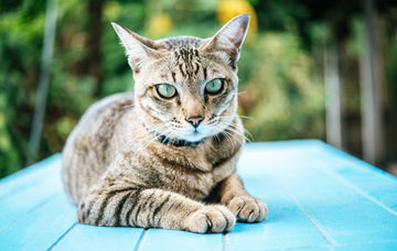 What Colors Can Cats See? Unveiling Feline Vision