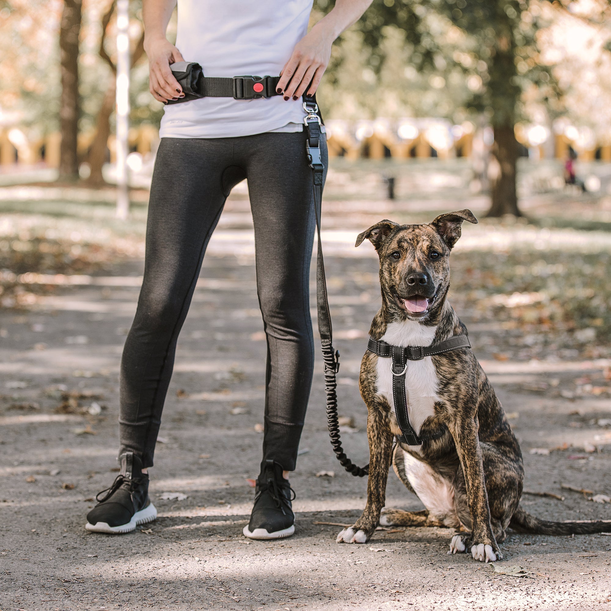 Waist Belt And Bungee Leash