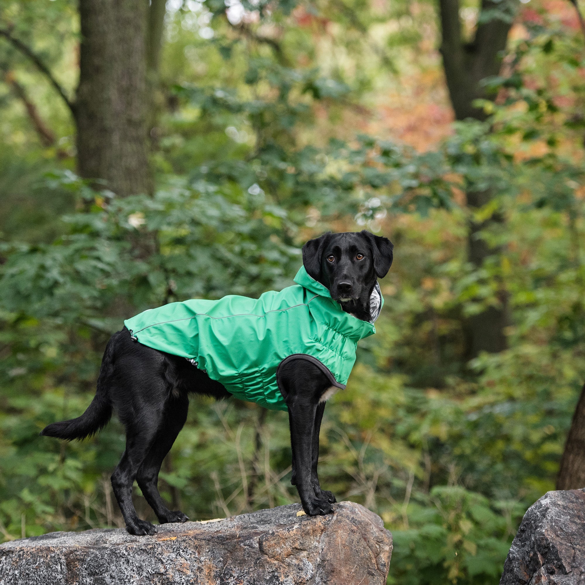 Reversible Elasto-Fit Dog Raincoat with Hood - Green